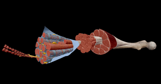 skeletal muscle