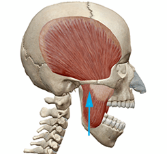 skullmuscle2