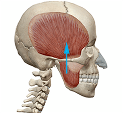 skullmuscle3