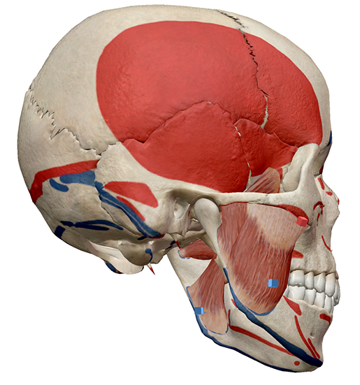 Learn Muscle Anatomy: Muscles of Mastication