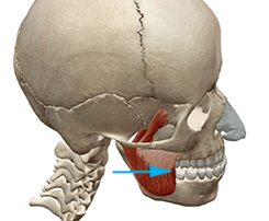skullmuscle5