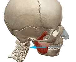 skullmuscle6