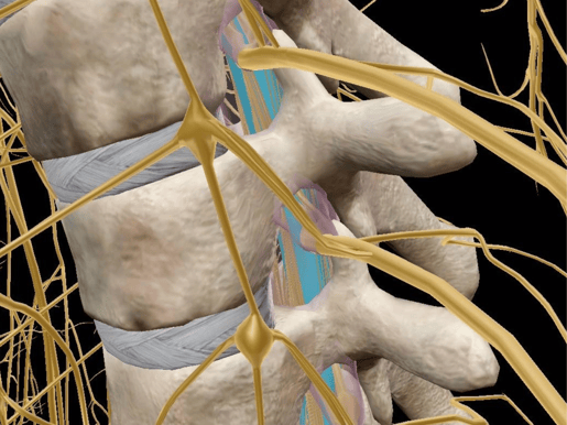 spinal nerves