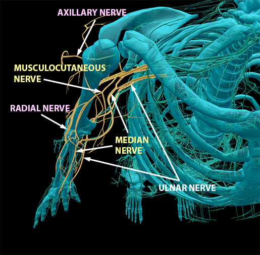 spinal-nerves-brachial-plexus-terminal-branches-full-4