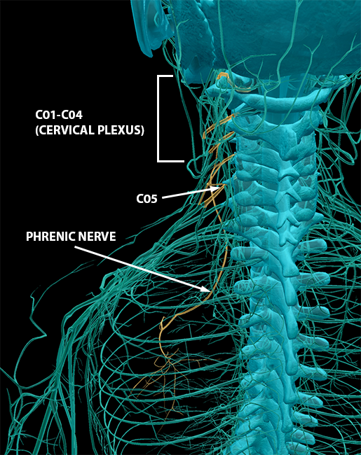 spinal-nerves-cervical-plexus-phrenic-nerve-2