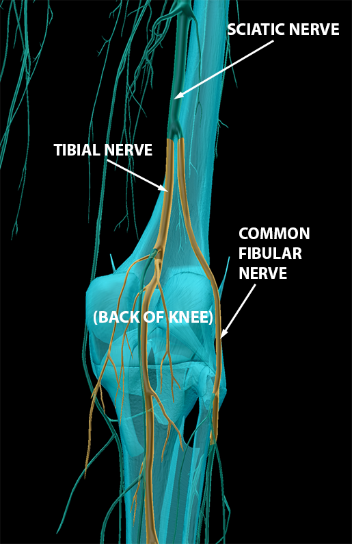 spinal-nerves-sacral-plexus-tibial-fibular-nerves-3