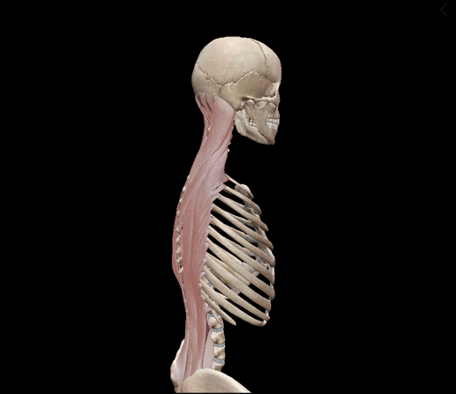 spine-extension