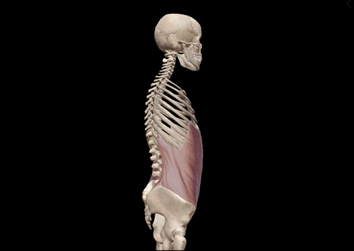 spine-flexion