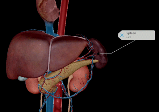 spleen2