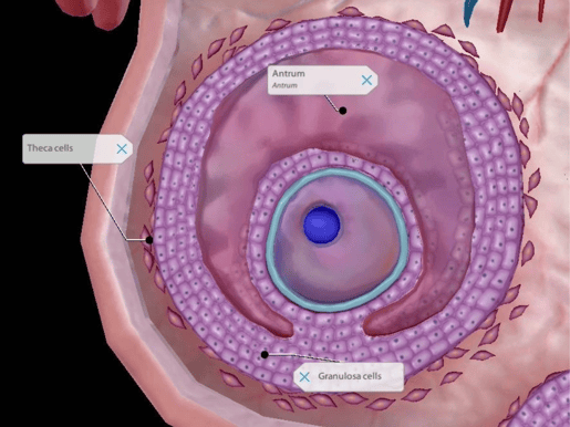 surrounding follicle