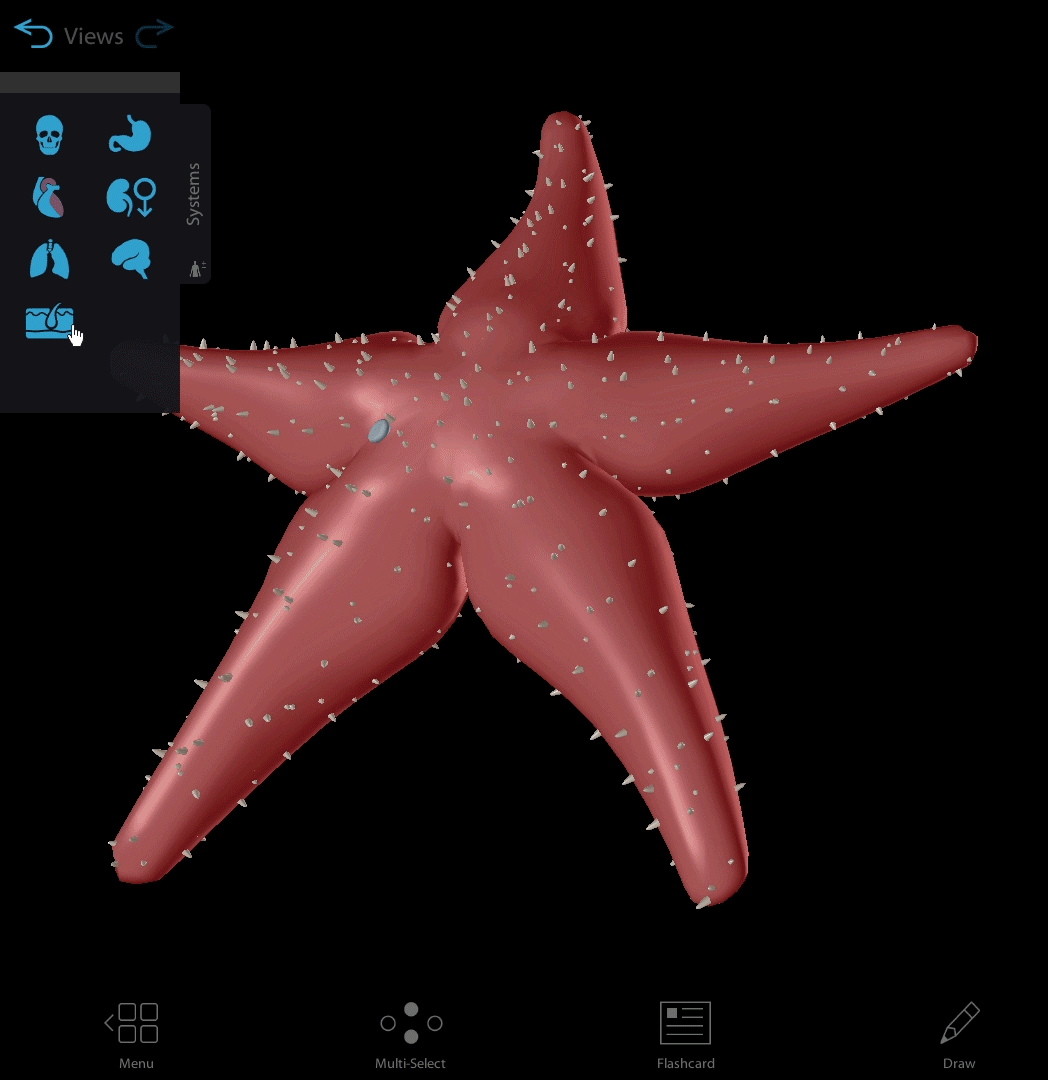 systems-tray-example-sea-star