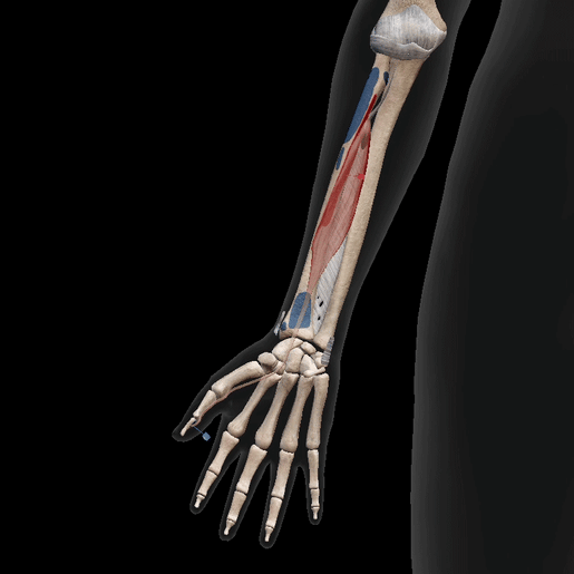 tendon-options