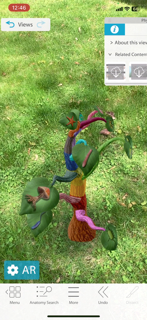 tree-in-AR