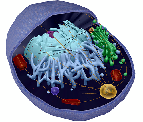 tryphton1