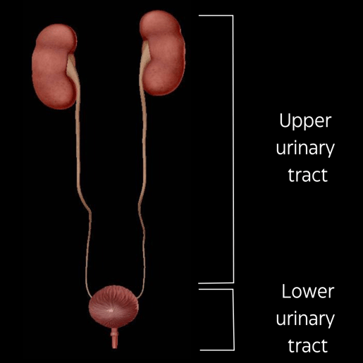 upper and lower urinary tract