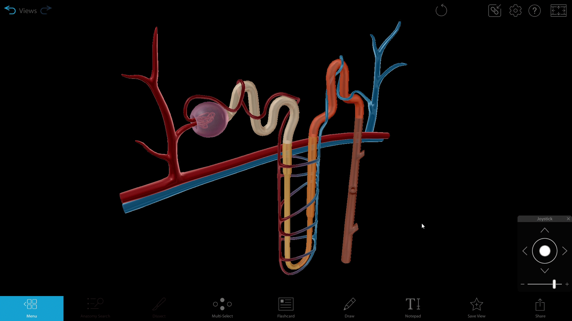 A 3D Urinary System Lesson Plan: Creating Interactive Presentations
