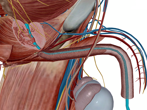 When You Gotta Go, You Gotta Go: The Ins and Outs of Urinary System