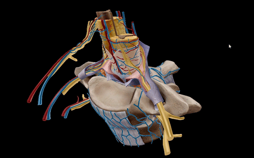Spine Time: A Guide to Spinal Anatomy