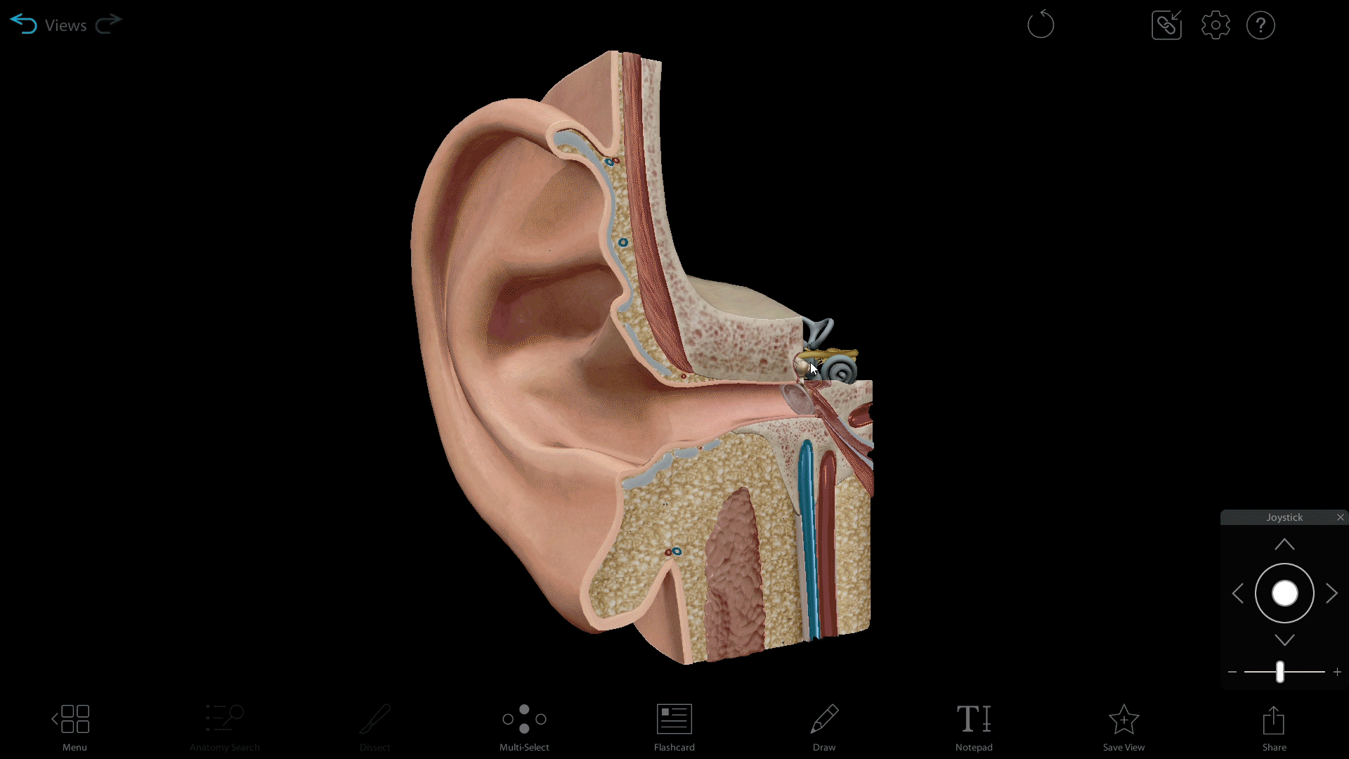 vestibule-and-cochlea