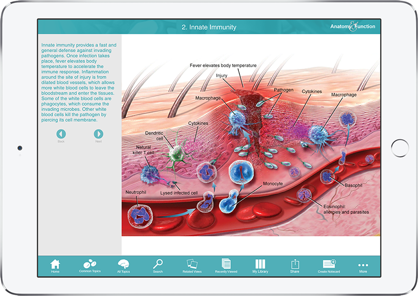 Anatomy and Function showing illustration of innate immunity with description