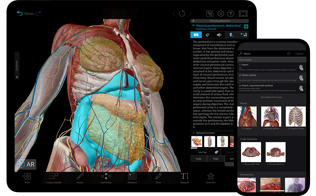 Full female and male 3D models to study gross anatomy. 