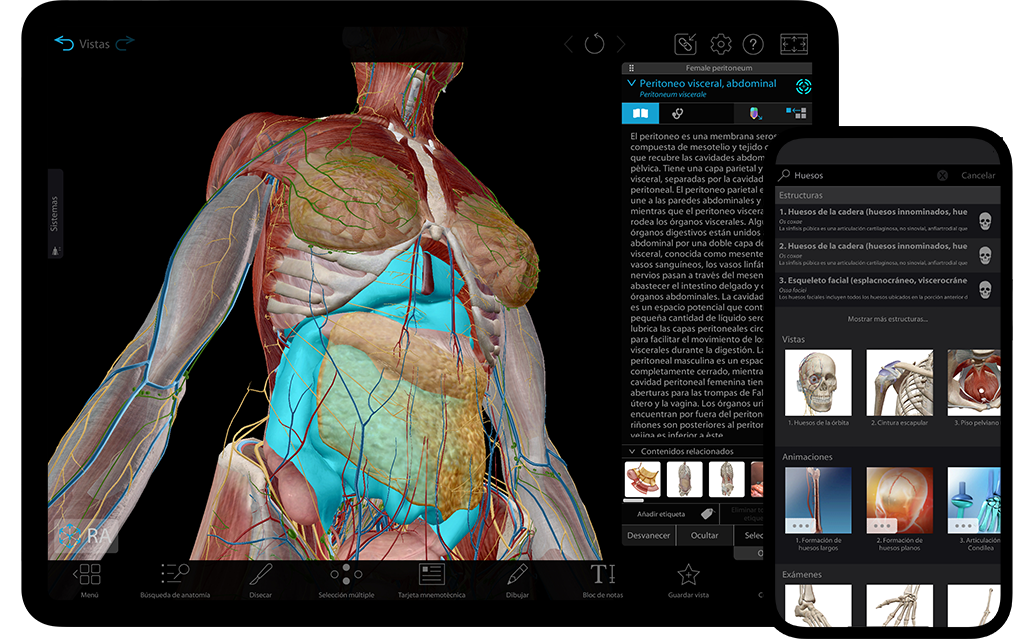 Modelos completos de la mujer y el hombre en 3D para estudiar la anatomía macroscópica. 