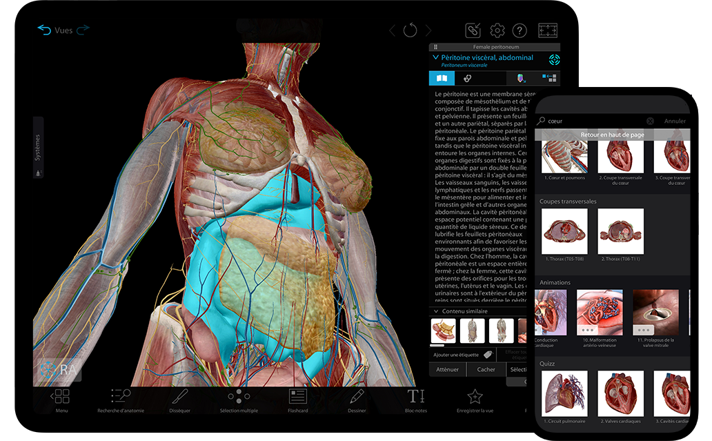 Modèles masculins et féminins complets en 3D pour étudier l’anatomie descriptive. 