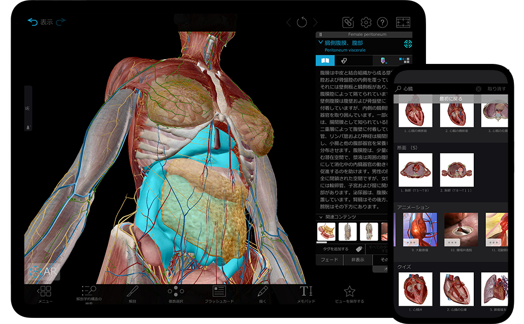 解剖学的構造と生理学　人体カード