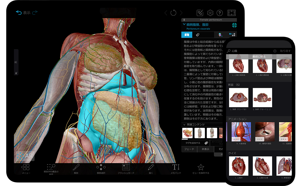 女性と男性の完全な3Dモデルで、肉眼的解剖学を学ぶことができます。
