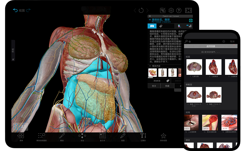 用于研究大体解剖的完整女性和男性3D模型。