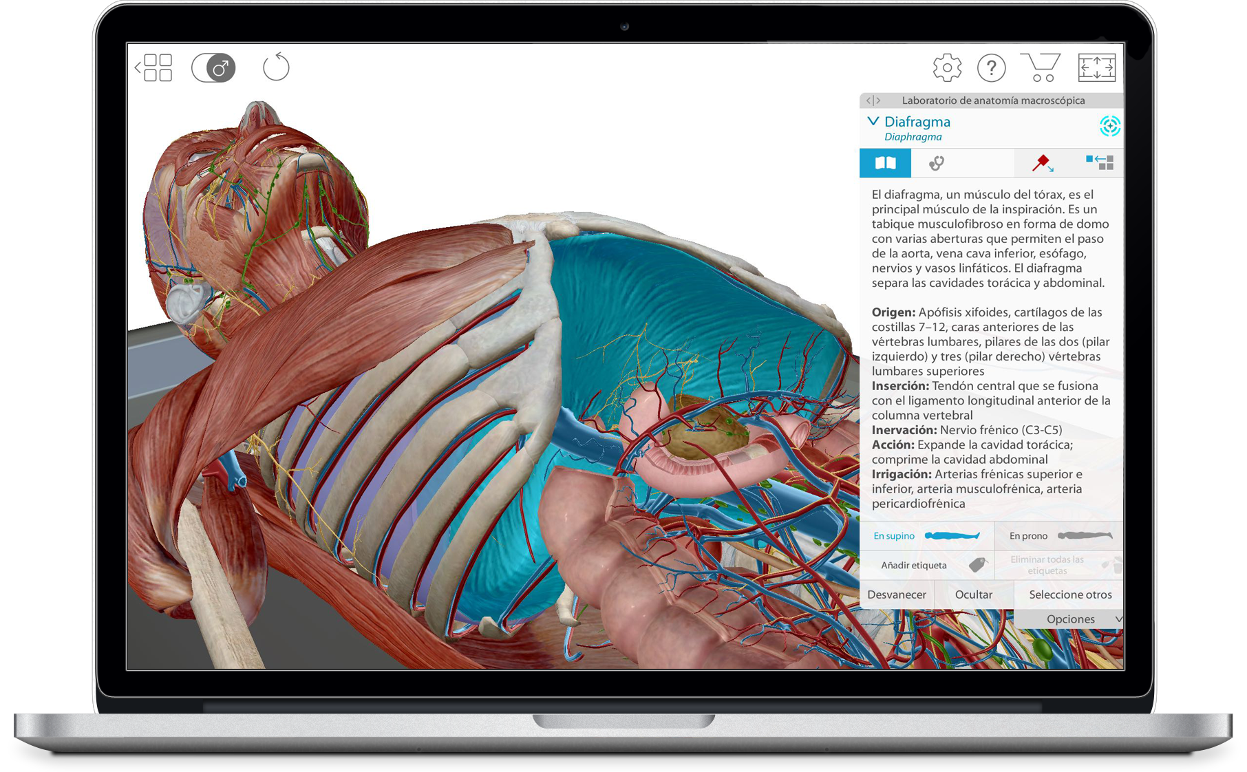 visible-body-3d-human-anatomy-atlas-full-body-diaphragm-es