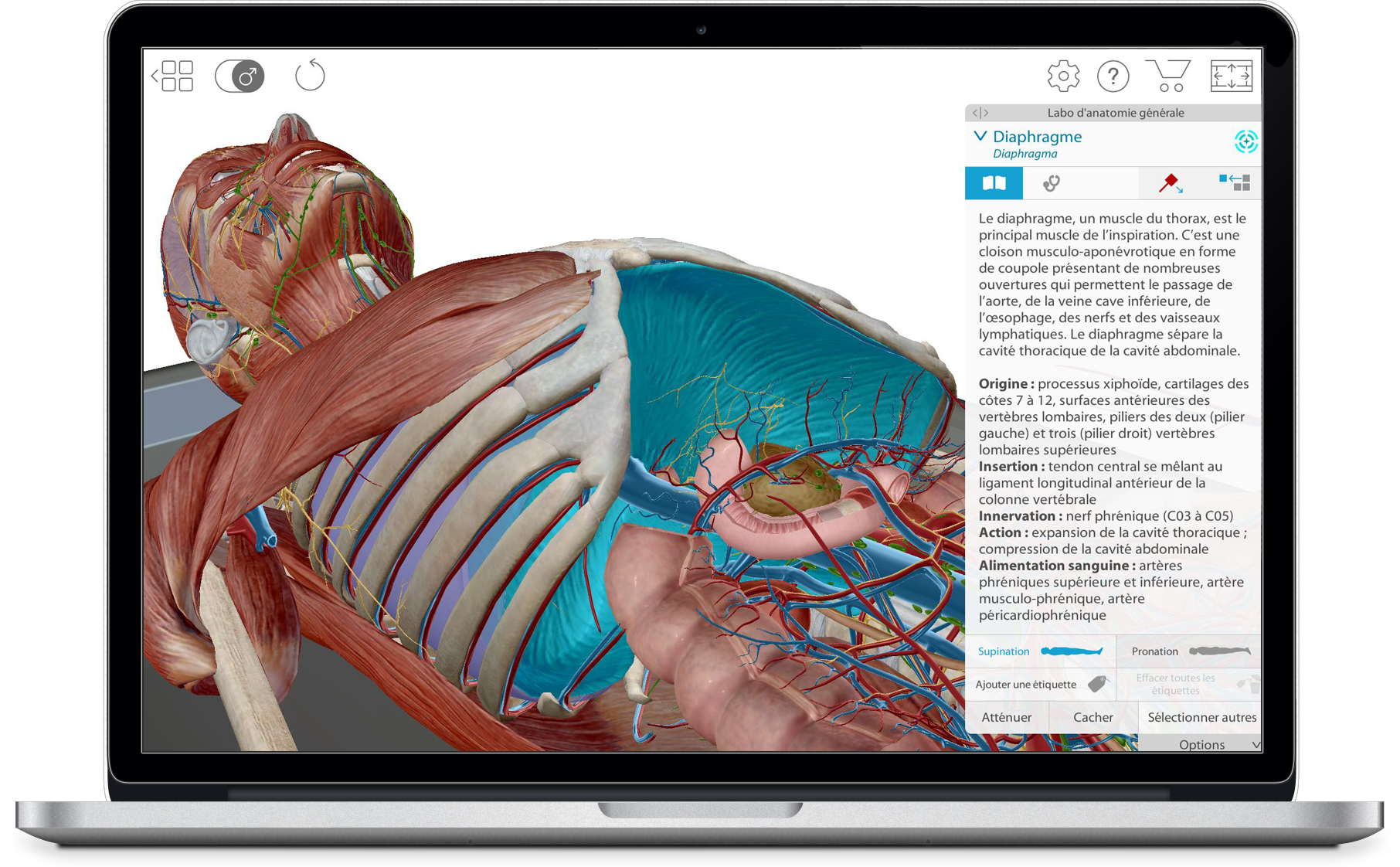 Anatomie 3D Gratuite en Ligne : Ressources Éducatives Accessibles