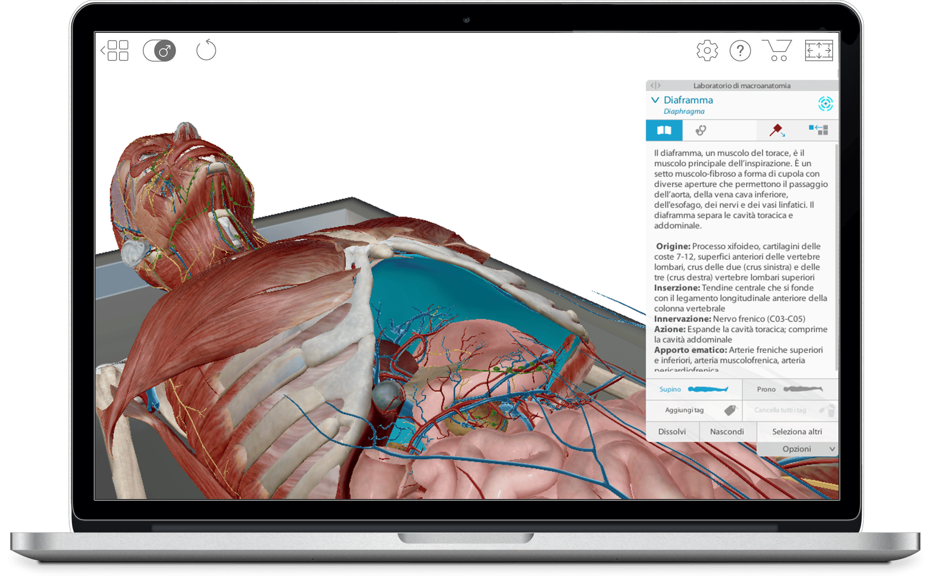 Atlante Di Anatomia Umana Un Atlante Visivo In 3d Di Micro E Macroanatomia