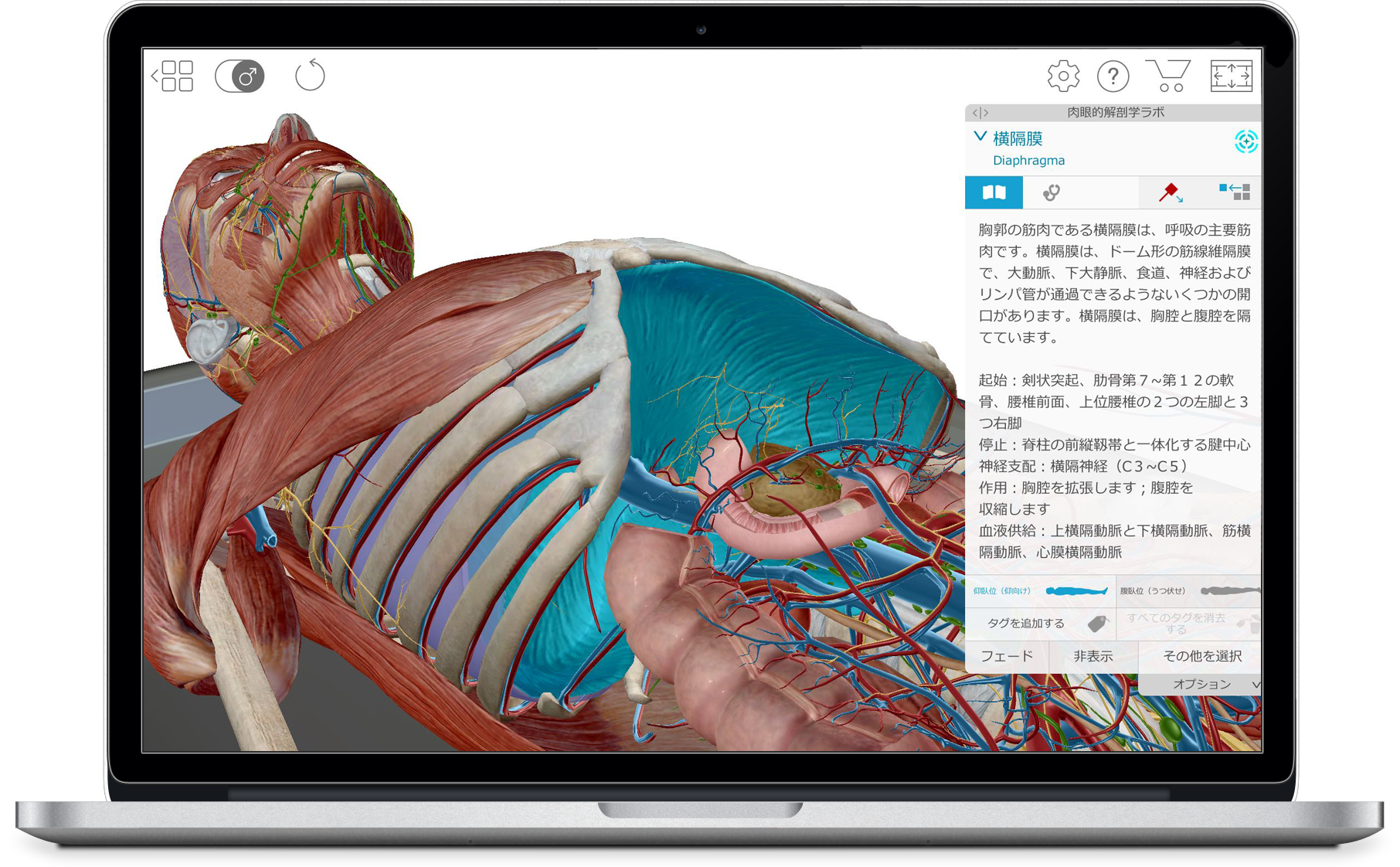 ヒューマン アナトミー アトラス 視覚的な3dによる肉眼的解剖学および微小解剖学のアトラス