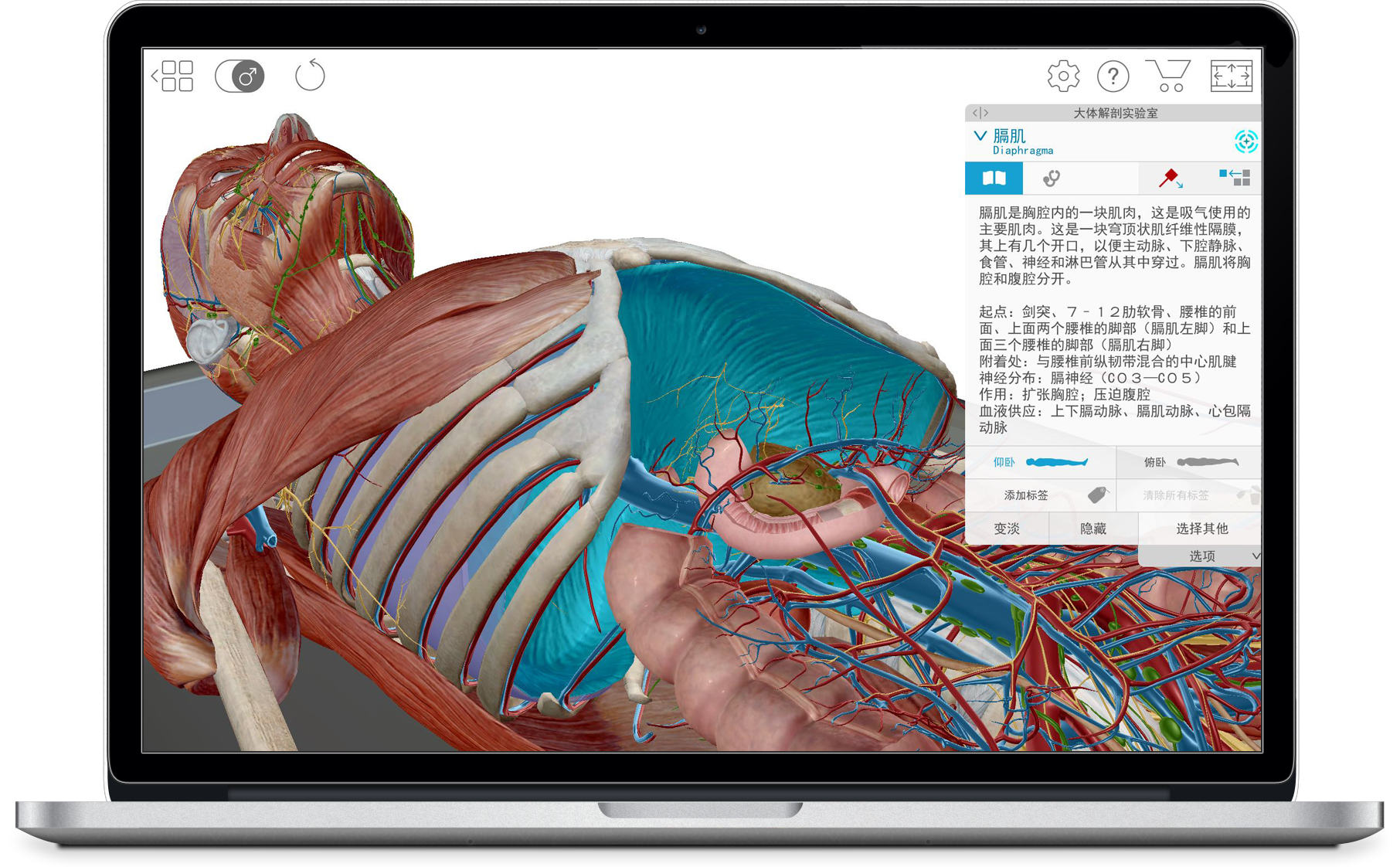 visible-body-3d-human-anatomy-atlas-full-body-diaphragm-zh