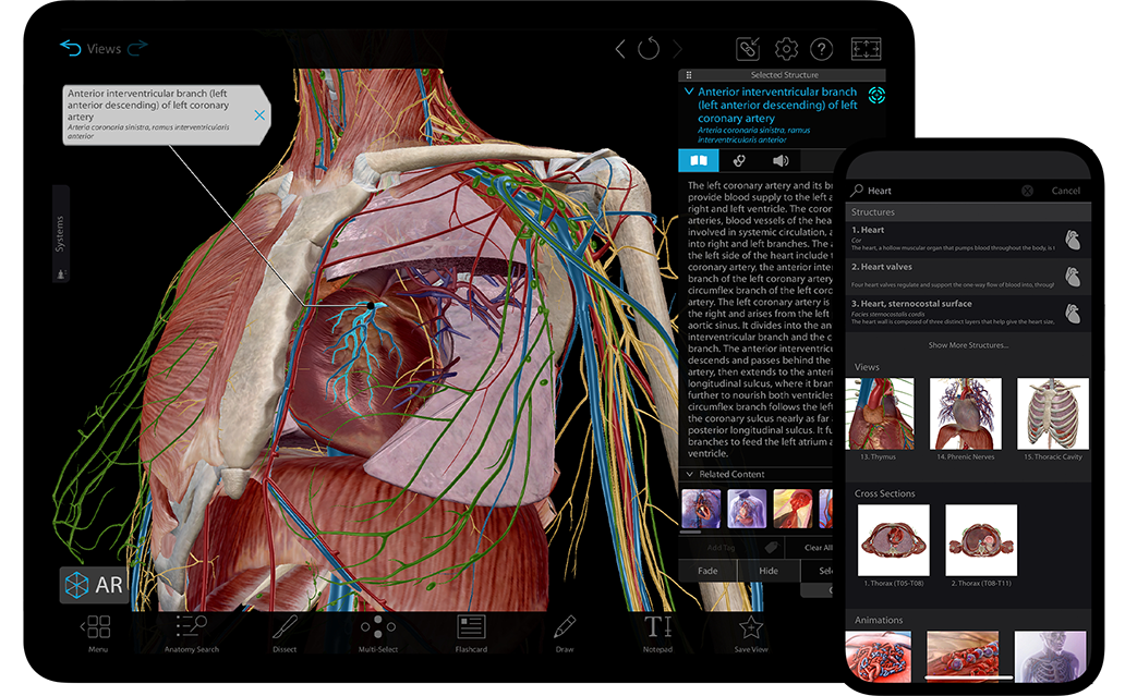 Fisioterapia Online