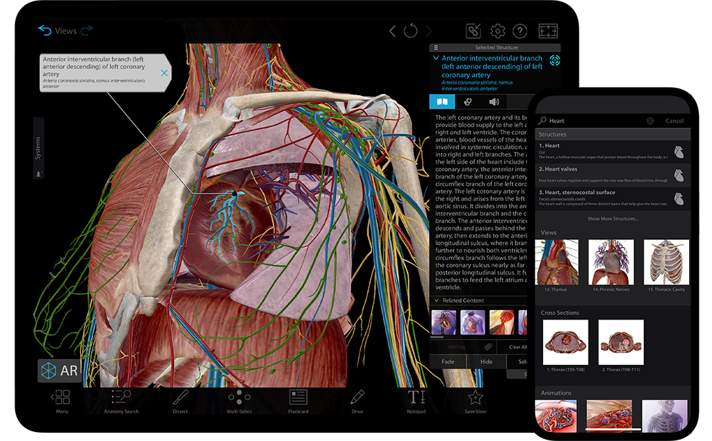 Visible Body Suite and Human Anatomy Atlas showing 3d human anatomy content on a tablet and a phone