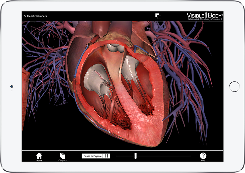 Heart Circulatory Premium Explore The Heart And Vascular Anatomy
