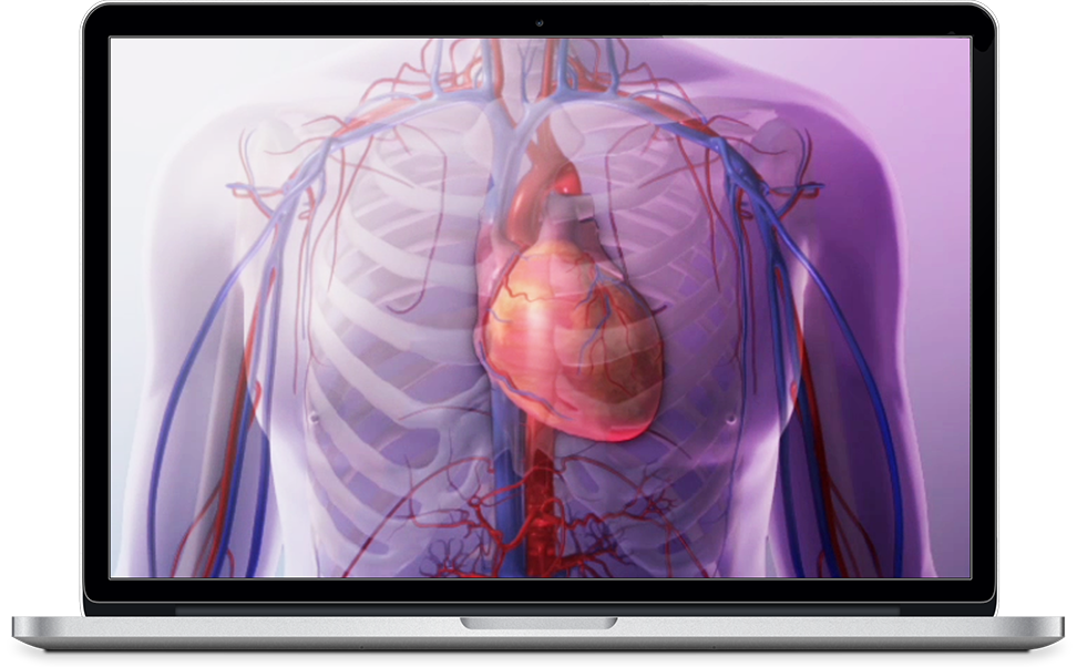 Heart Circulatory Premium Explore The Heart And Vascular Anatomy