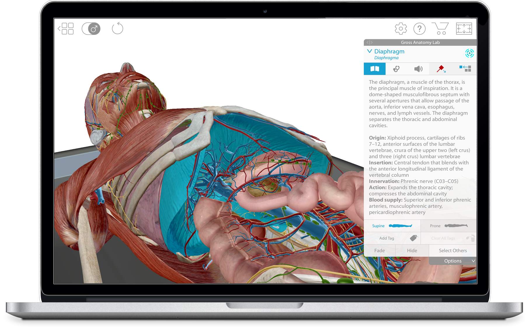 visible-body-3d-human-anatomy-atlas-full-body-diaphragm