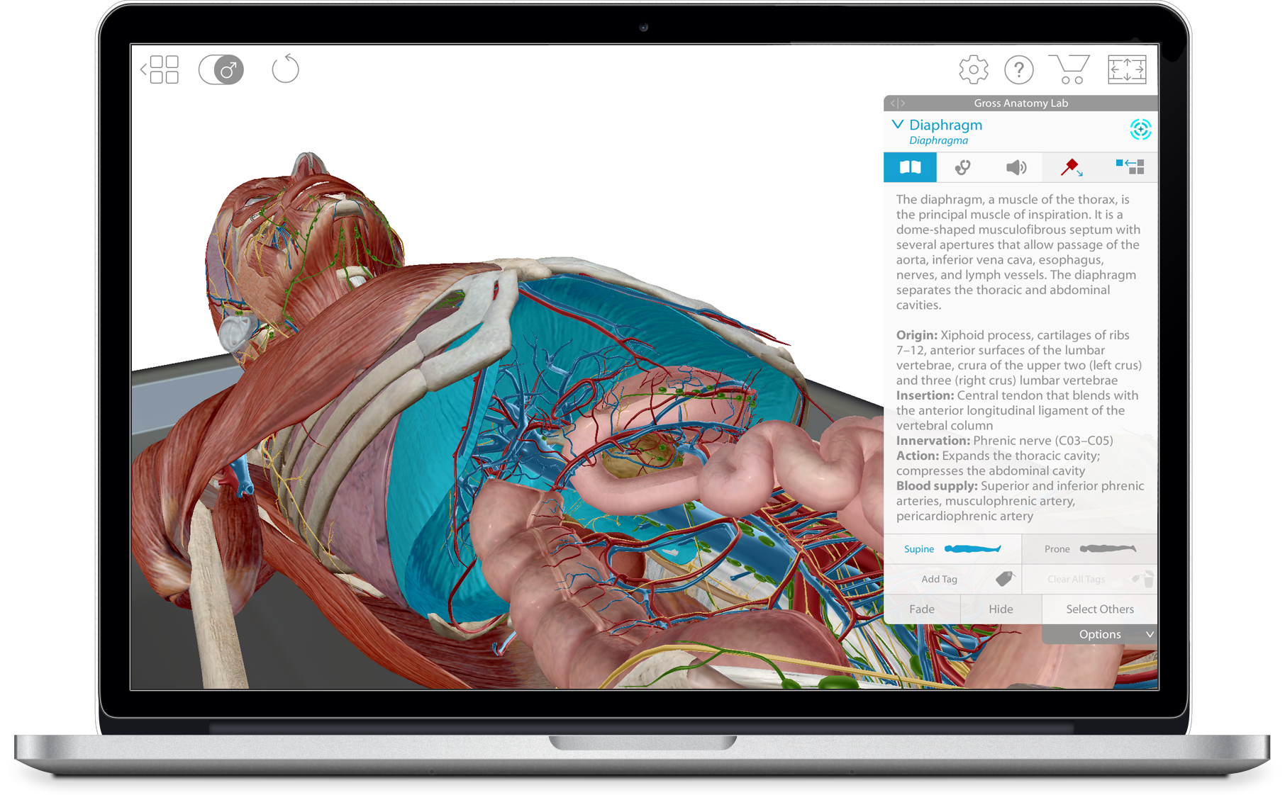 Grays interactive anatomy for windows and macintosh