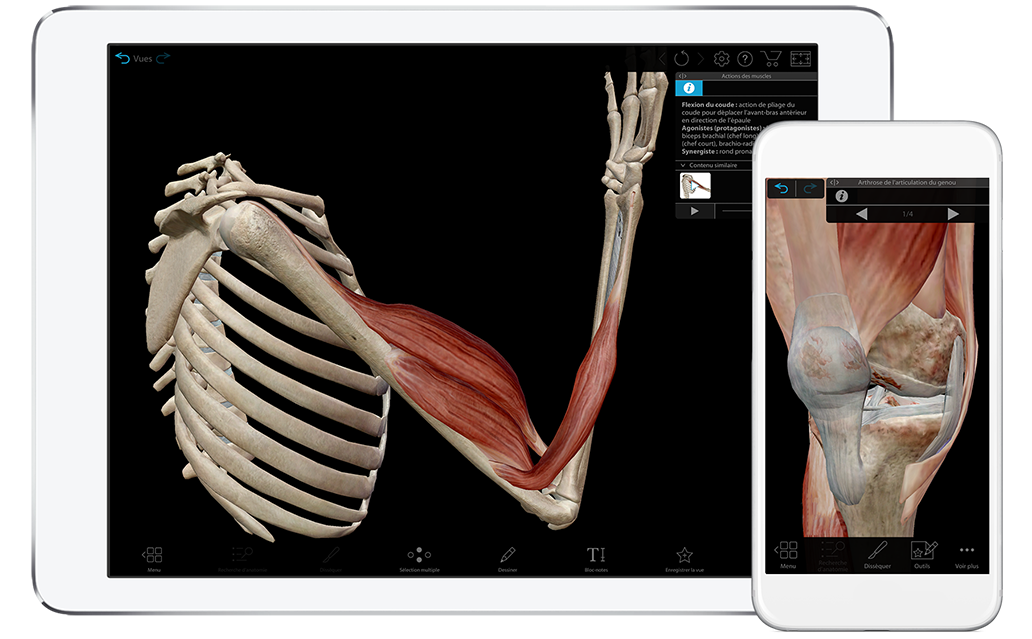 Muscle Premium Atlas en 3D de l’anatomie et de la fonction musculo