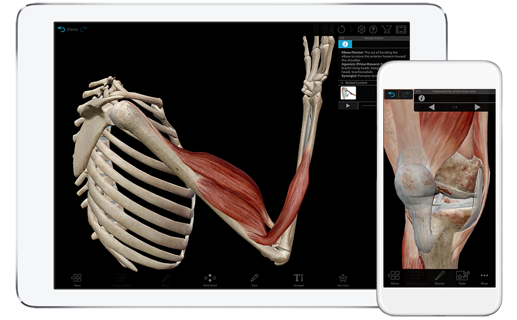 Watch a demo for Muscles & Kinesiology for iOS and Android