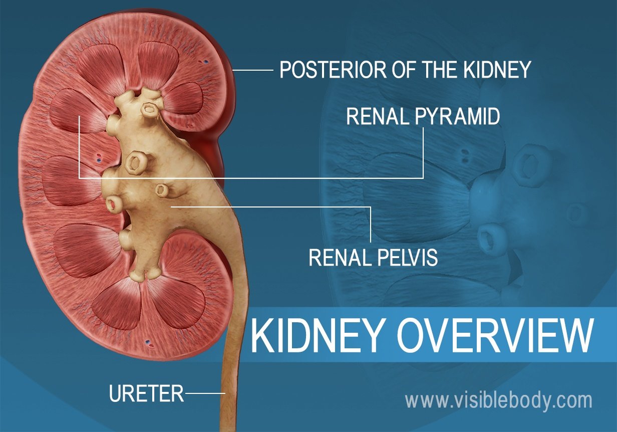 A cross section of the kidney showing the renal pelvis and pyramid structures
