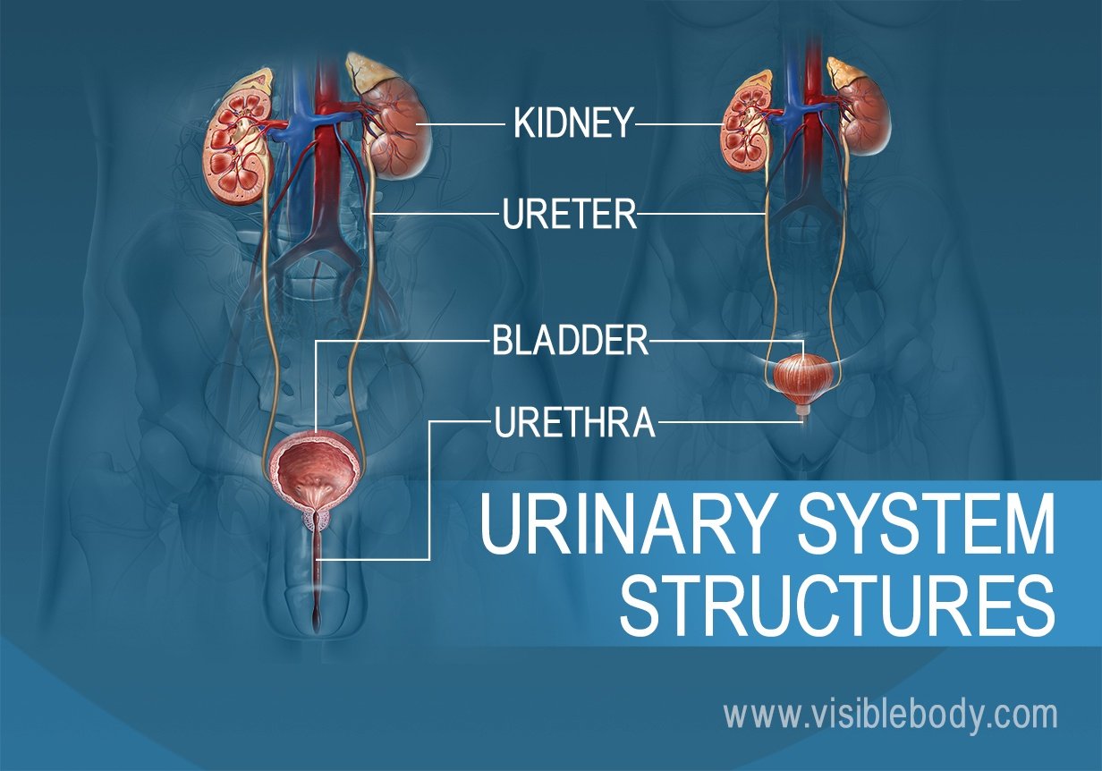 Urinary System Structures
