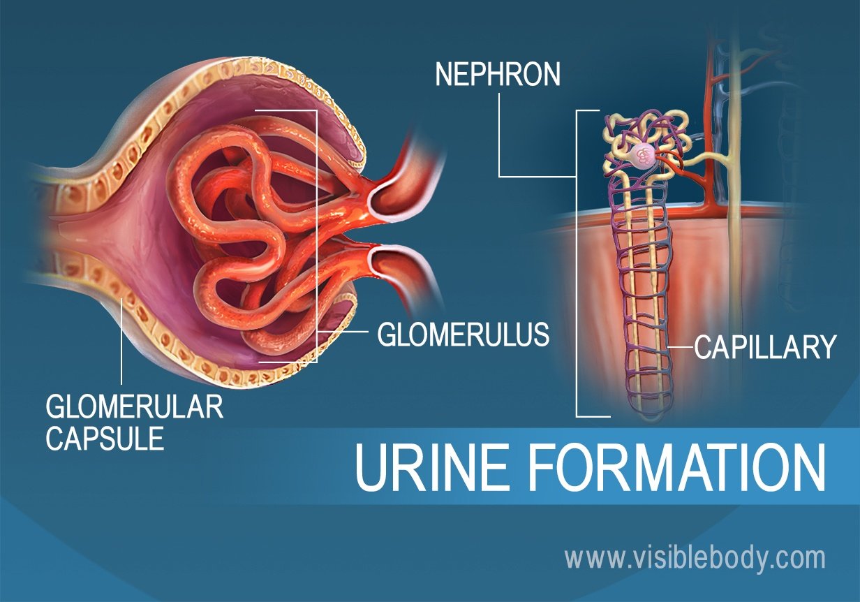 Cross section of the glomerulus, a structure of the nephron