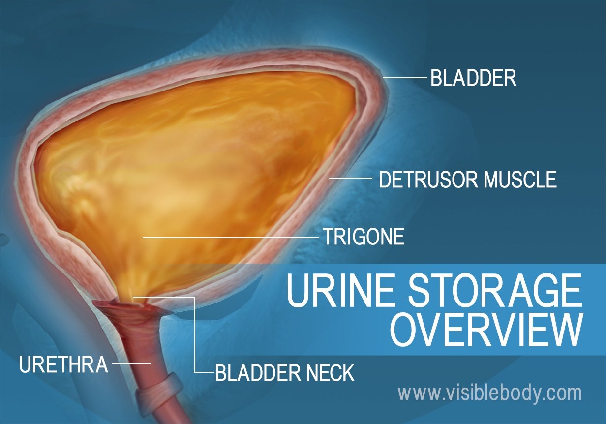 Cross section of the urinary bladder showing the neck, detrusor, trigone and urethra