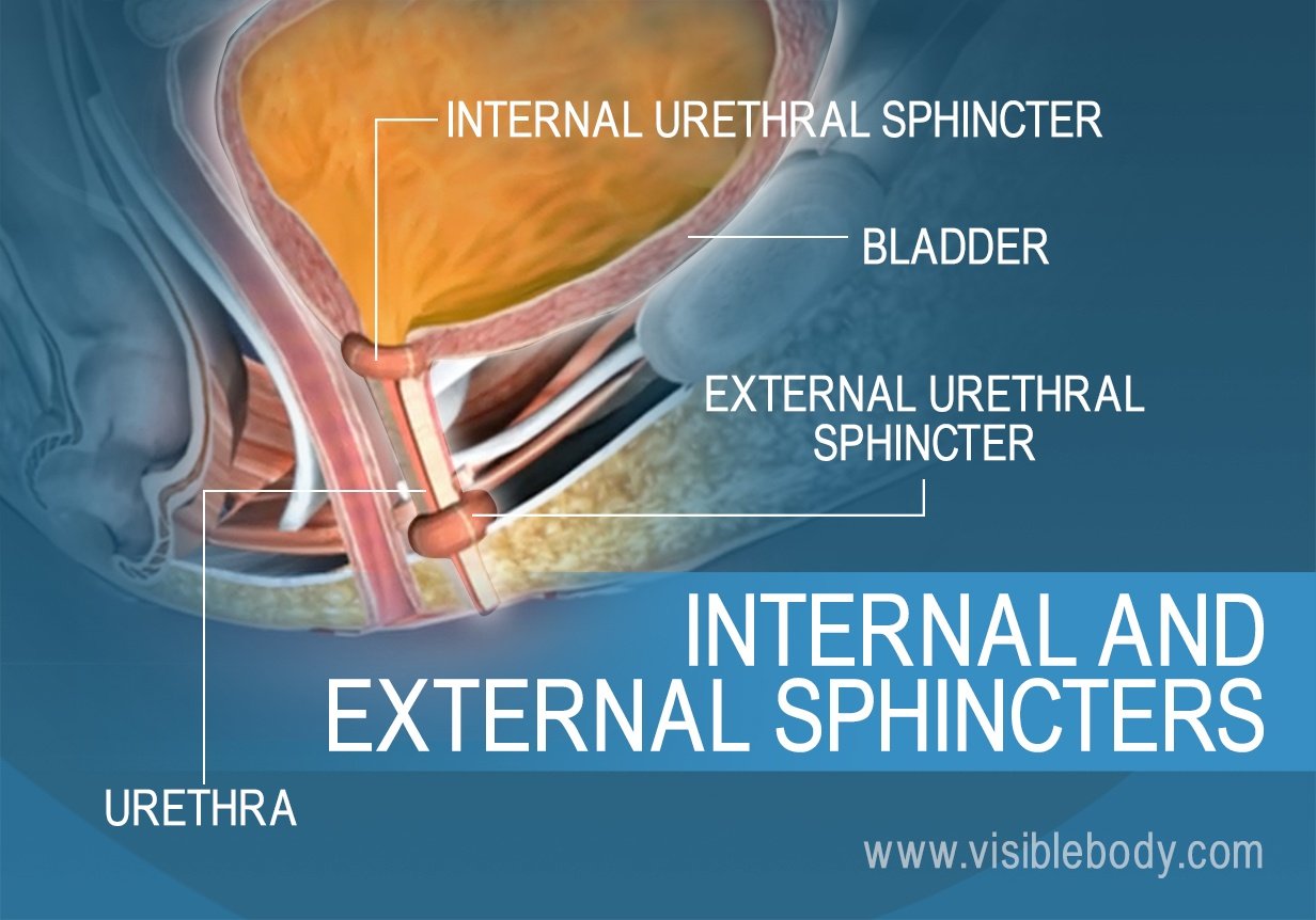 The external and internal urethral sphincters of the bladder