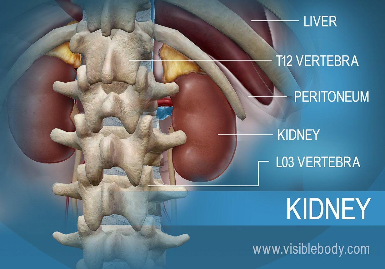 The location of the kidney in relation to the liver, and thoracic and lumbar vertebrae