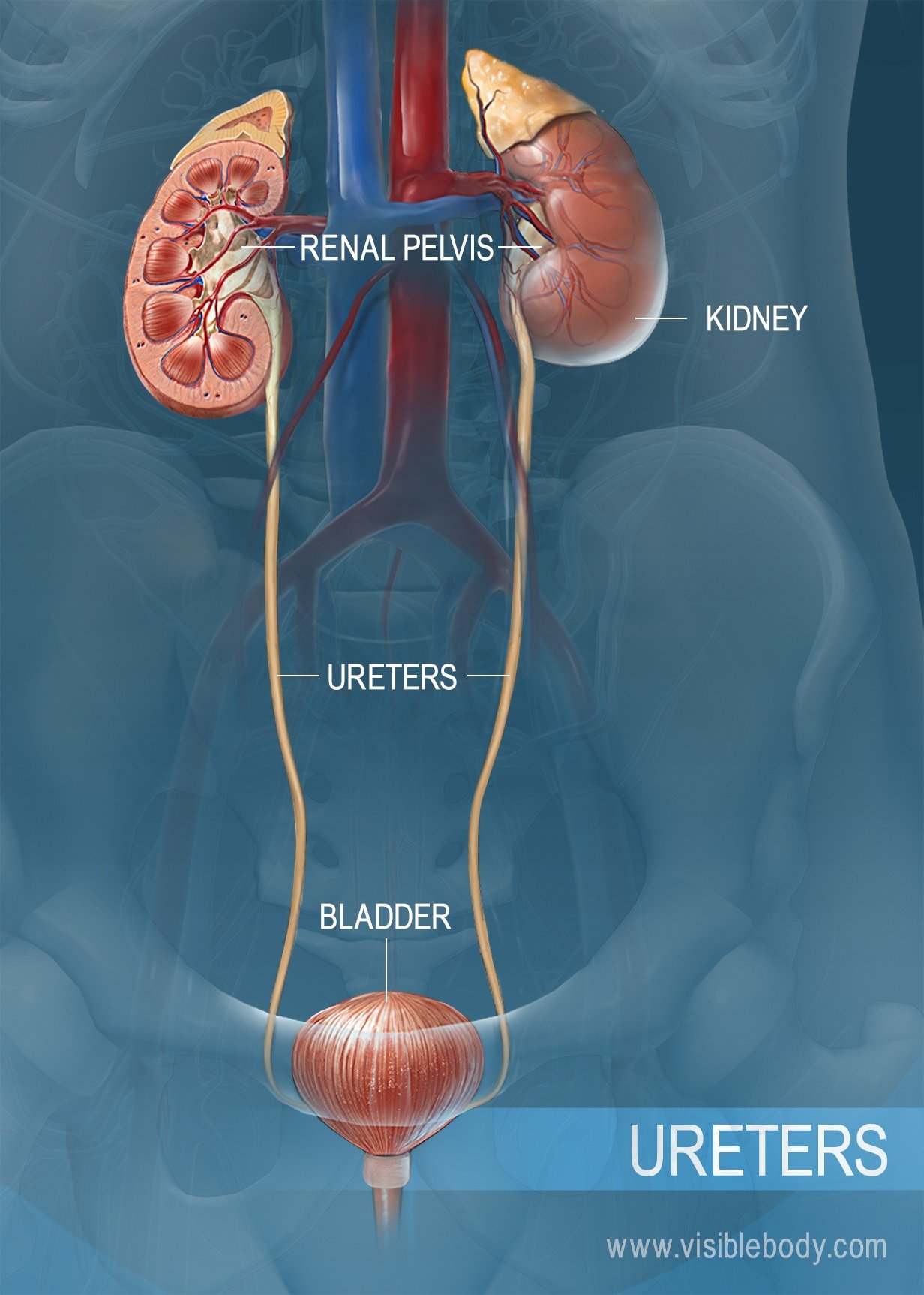 The ureter as it leads from the kidneys to the urinary bladder